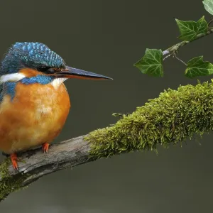 ijsvogel