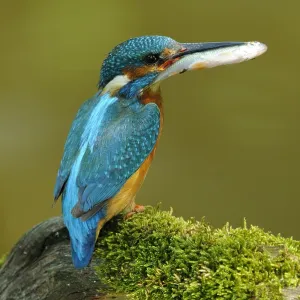 ijsvogel