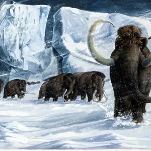 Illustration - WOOLLY MAMMOTHS in snow