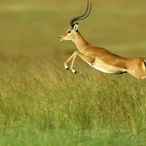 Impala - pronking