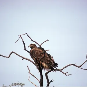 IMPERIAL / Adalbert's EAGLE - perched in tree IMPERIAL / Adalbert's EAGLE - perched in tree