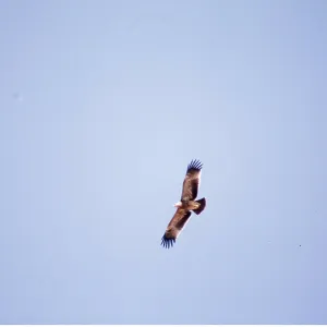 IMPERIAL EAGLE - in flight IMPERIAL EAGLE - in flight