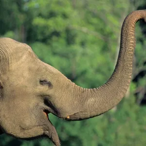 Indian / Asian Elephant - communicating Indian / Asian Elephant - communicating