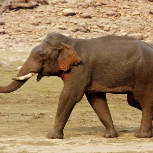 Indian / Asian Elephant communicating Indian / Asian Elephant communicating