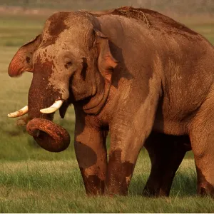 INDIAN / ASIAN ELEPHANT - covered in mud INDIAN / ASIAN ELEPHANT - covered in mud