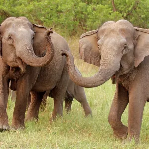 Indian / Asian Elephant at play Indian / Asian Elephant at play