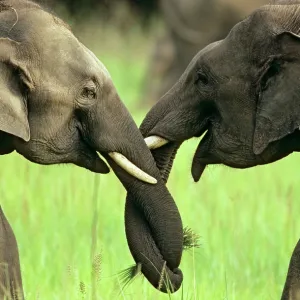 Indian / Asian Elephants play-fighting Indian / Asian Elephants play-fighting