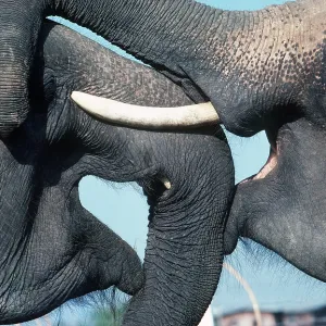 Indian / Asian ELEPHANTS - x two close-up, Jousting Indian / Asian ELEPHANTS - x two close-up, Jousting