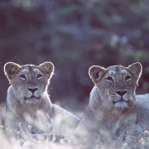 Indian / Asiatic LIONESS - two females in grass Indian / Asiatic LIONESS - two females in grass