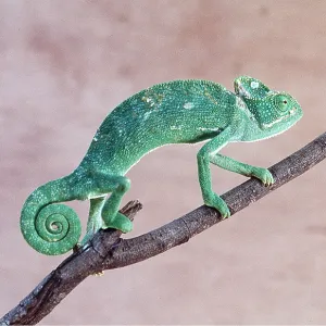 INDIAN CHAMELEON - on branch INDIAN CHAMELEON - on branch