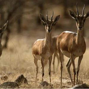 Indian / Chinkara Gazelle - x three Indian / Chinkara Gazelle - x three