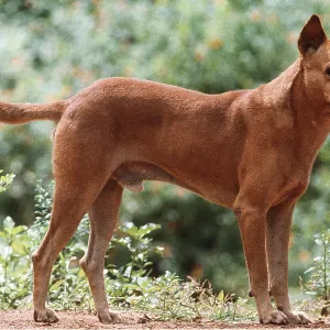 INDIAN COUNTRY DOG (Pariah) INDIAN COUNTRY DOG (Pariah)