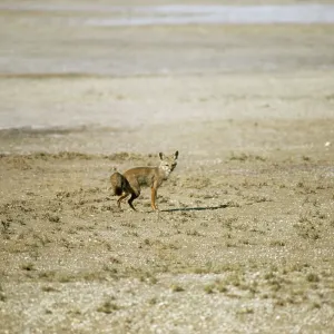 Indian Fox