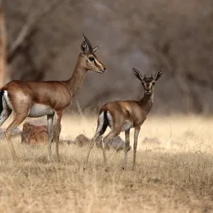 INDIAN GAZELLE / CHINKARA herd INDIAN GAZELLE / CHINKARA herd