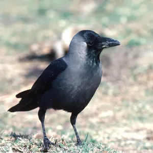 INDIAN HOUSE CROW / Indian Crow