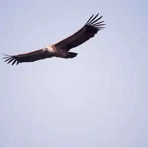 INDIAN LONG-BILLED VULTURE - soaring INDIAN LONG-BILLED VULTURE - soaring