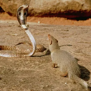 Indian Mongoose - attacking Indian Cobra Indian Mongoose - attacking Indian Cobra