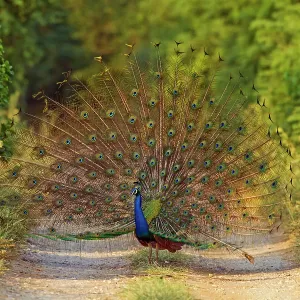 Indian Peacock - displaying. Corbett National Indian Peacock - displaying. Corbett National