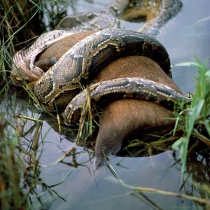 Indian Python - constricting hog deer Indian Python - constricting hog deer