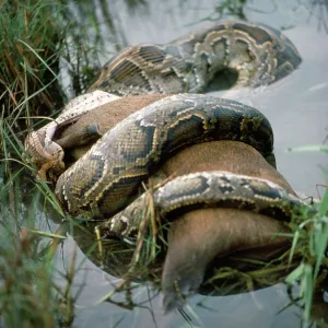 INDIAN PYTHON - constricting hog deer INDIAN PYTHON - constricting hog deer