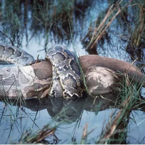 INDIAN PYTHON - With Hog Deer INDIAN PYTHON - With Hog Deer