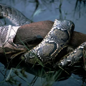 Indian Python - with Hog Deer prey Indian Python - with Hog Deer prey