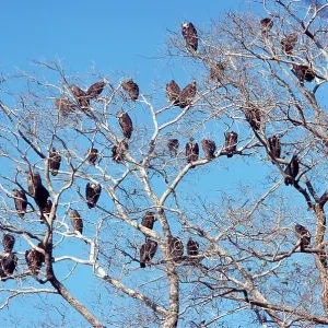 Indian White-backed / White-rumped / Oriental White-backed Indian White-backed / White-rumped / Oriental White-backed