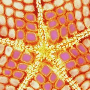 : Feature Idea - Patterns In Nature