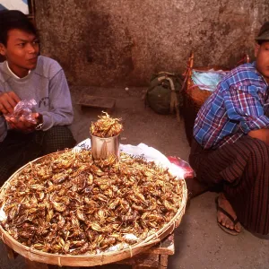 INSECT EATERS - Eating grasshoppers INSECT EATERS - Eating grasshoppers