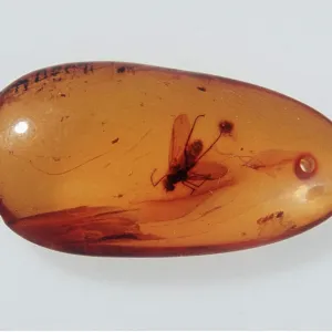 Insect trapped in AMBER Insect trapped in AMBER