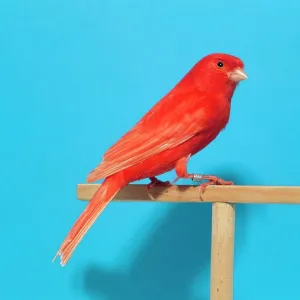 Intensive Clear Red CANARY - on perch Intensive Clear Red CANARY - on perch