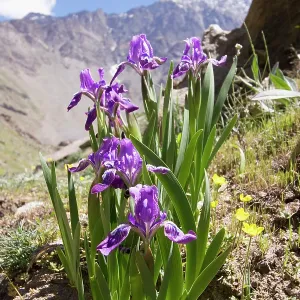 Iris Upper Suru Valley Iris Upper Suru Valley