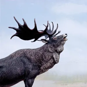 IRISH ELK / GIANT DEER / MEGALOCEROS - head, side view IRISH ELK / GIANT DEER / MEGALOCEROS - head, side view