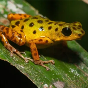 Isla Colon morph Strawberry Poison Frog (Oophag Isla Colon morph Strawberry Poison Frog (Oophag