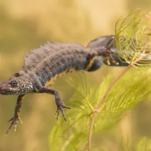 Italian Crested Newt (Triturus carnifex) male s Italian Crested Newt (Triturus carnifex) male s