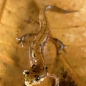 Italian newt - young Italian newt - young