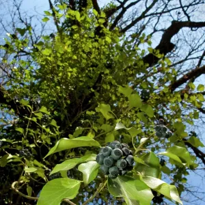 Ivy Ivy