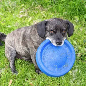 Jack Russell / Pug cross (Jug) - holding frisbee - UK Jack Russell / Pug cross (Jug) - holding frisbee - UK