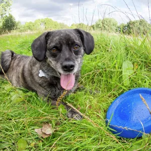 Jack Russell / Pug cross (Jug) - in meadow with frisbee - UK Jack Russell / Pug cross (Jug) - in meadow with frisbee - UK