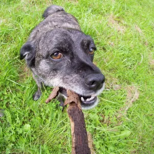 Jack Russell / Pug cross (Jug) - in meadow with stick - UK Jack Russell / Pug cross (Jug) - in meadow with stick - UK