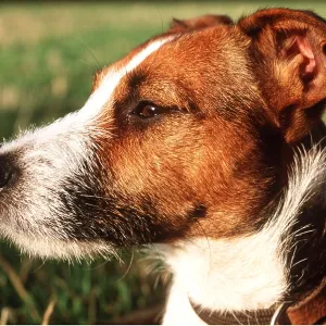 JACK RUSSELL TERRIER DOG - Close up of face JACK RUSSELL TERRIER DOG - Close up of face