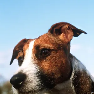 JACK RUSSELL TERRIER DOG - Close-up head JACK RUSSELL TERRIER DOG - Close-up head