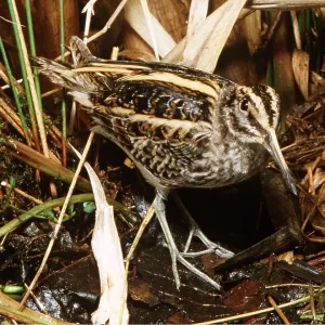 Jack Snipe - male Jack Snipe - male