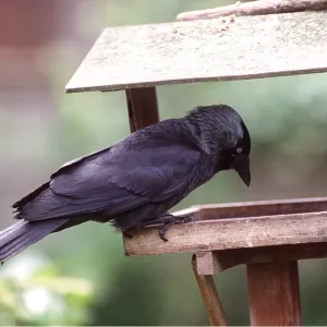 JACKDAW - at bird table
