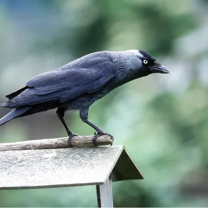JACKDAW - at bird table