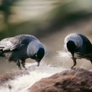 JACKDAW - Plucking hair from horse for nest building JACKDAW - Plucking hair from horse for nest building