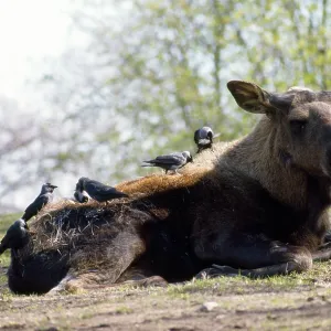 Jackdaws - plucking hairs from Moose for nest building Jackdaws - plucking hairs from Moose for nest building