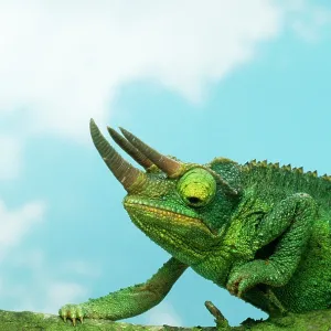 JACKSON'S CHAMELEON - on branch JACKSON'S CHAMELEON - on branch