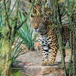 Jaguar (Panthera onca). This jaguar was photographed Jaguar (Panthera onca). This jaguar was photographed