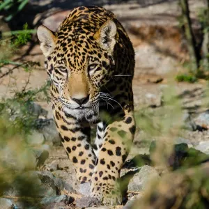 Jaguar (Panthera onca). This jaguar was photographed Jaguar (Panthera onca). This jaguar was photographed